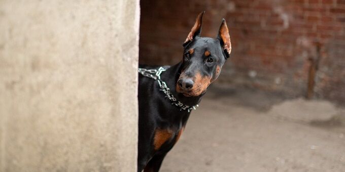 Doberman